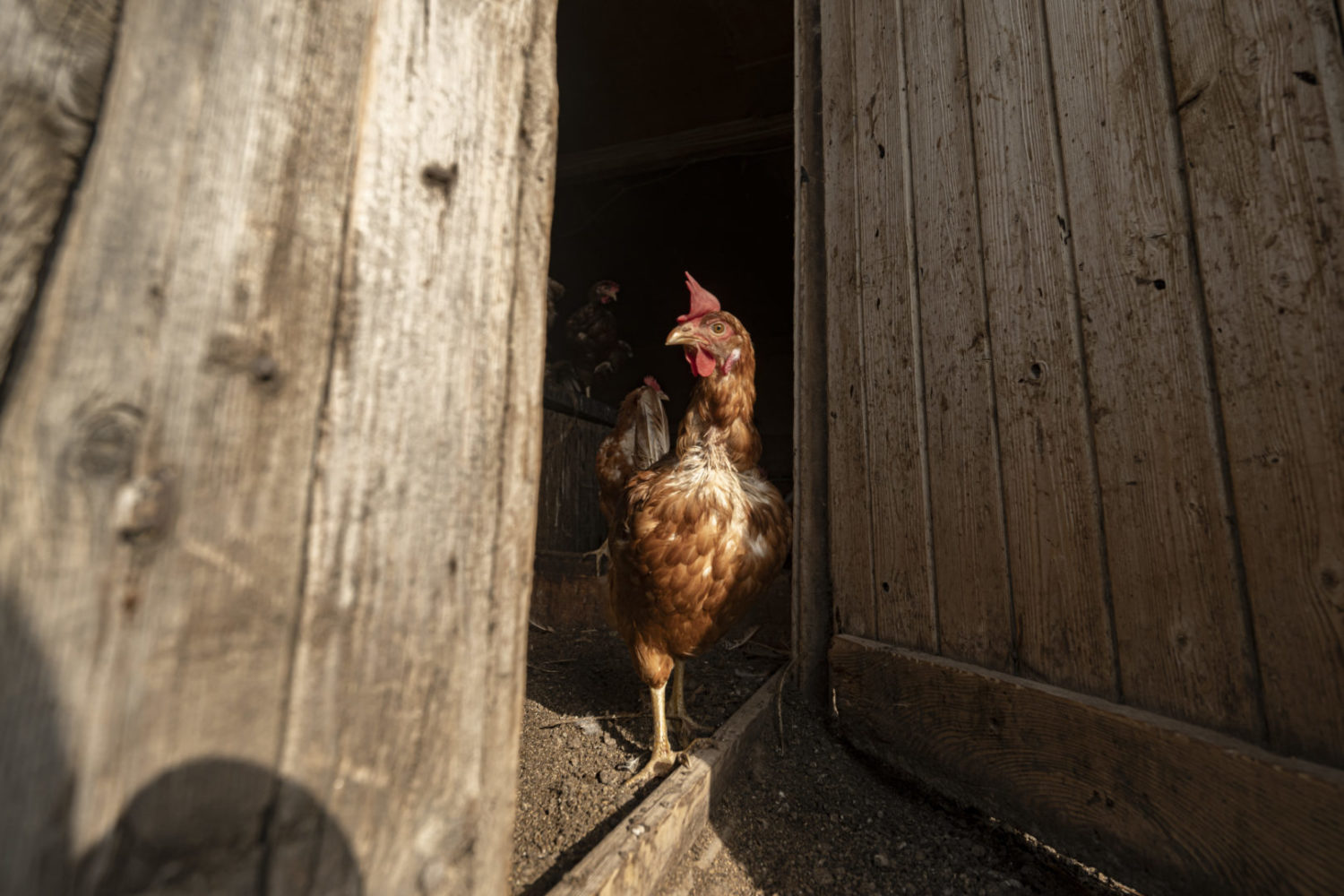 Breganzona: fattorie in città. Nel 1917 Ernesto Otto Bally acquistò dei terreni che si estendevano sui comuni di Bioggio, Manno, Vezia e Breganzona, situati nelle immediate vicinanze della città di Lugano che contava poco più di diecimila abitanti. L'Azienda Agricola Povrò situata su territorio di Breganzona, ad oggi avvolta da una crescente urbanizzazione, conta 30 vacche da ingrasso ed un numero non precisato di galline ovaiole. A proteggere quest’isola verde, Paul Michael del 1941 originario di Berna, arrivato in Ticino nel 1968 dopo aver frequentato la scuola Agricole di Zugo. Nella foto 
© Ti-Press / Pablo Gianinazzi