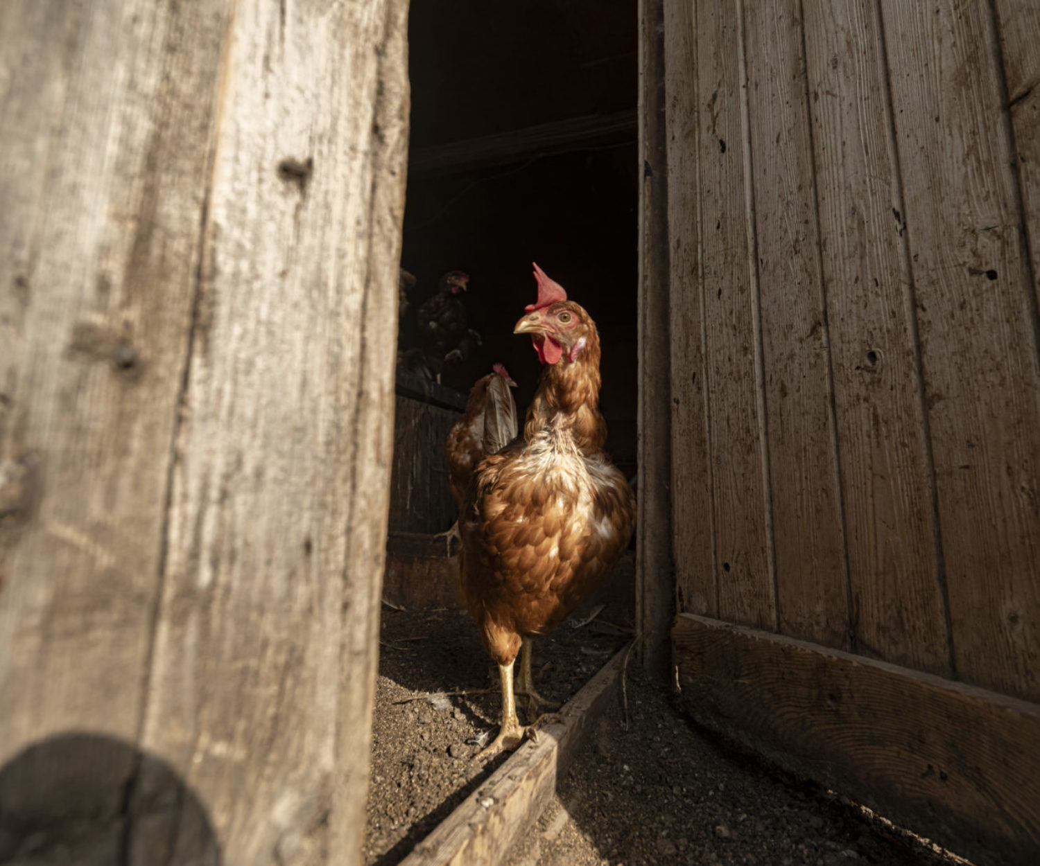 Breganzona: fattorie in città. Nel 1917 Ernesto Otto Bally acquistò dei terreni che si estendevano sui comuni di Bioggio, Manno, Vezia e Breganzona, situati nelle immediate vicinanze della città di Lugano che contava poco più di diecimila abitanti. L'Azienda Agricola Povrò situata su territorio di Breganzona, ad oggi avvolta da una crescente urbanizzazione, conta 30 vacche da ingrasso ed un numero non precisato di galline ovaiole. A proteggere quest’isola verde, Paul Michael del 1941 originario di Berna, arrivato in Ticino nel 1968 dopo aver frequentato la scuola Agricole di Zugo. Nella foto 
© Ti-Press / Pablo Gianinazzi